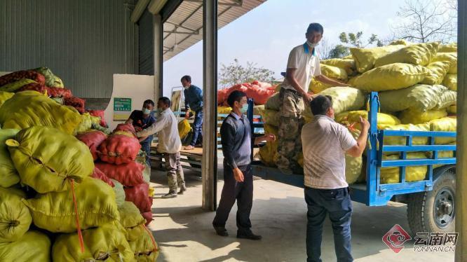 盈江土豆行情動(dòng)態(tài)，種植希望，收獲自信與成就