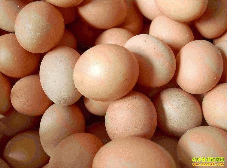 肇東雞蛋價(jià)格最新動態(tài)，跟隨自然腳步，重拾內(nèi)心寧靜與平和的探索之旅