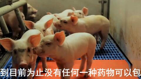 最新母豬保健方案揭秘，提升母豬健康與生產(chǎn)效率的秘訣