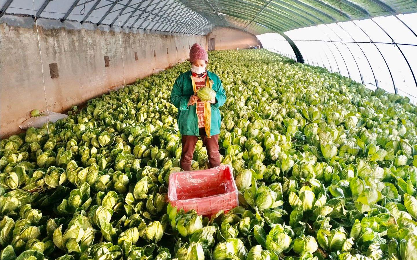 最新特菜品種，家的溫馨故事探索與發(fā)現(xiàn)