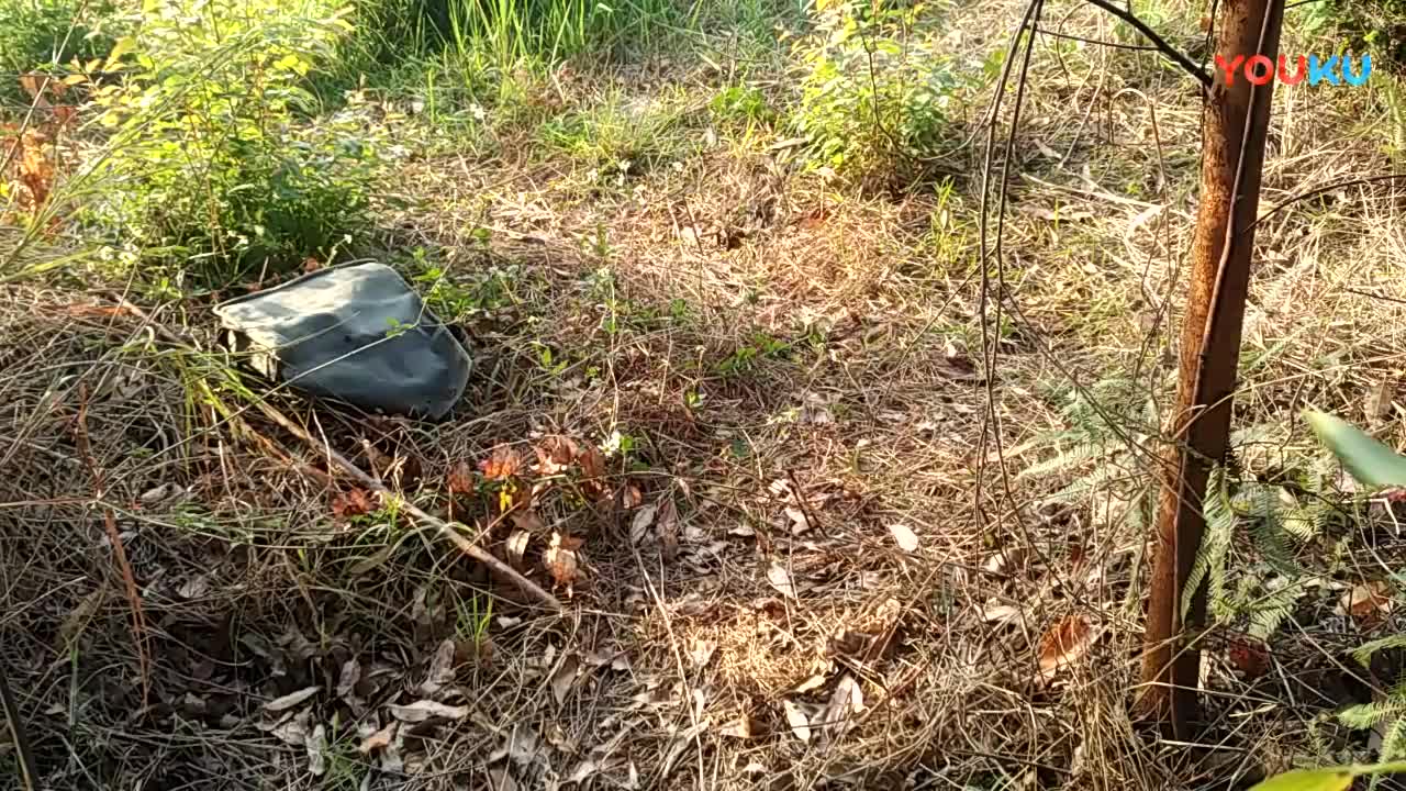 鷓鴣中套最新視頻，領(lǐng)略傳統(tǒng)藝術(shù)魅力的震撼登場(chǎng)！