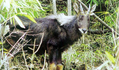 921212cc四不像鳳凰,專家解說(shuō)解釋定義_XDL10.650DIY工具版