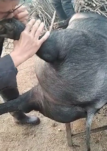 豬圈中的歡樂時(shí)刻，最新吹豬視頻集錦