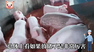 最新閹豬技巧步驟指南，專業(yè)方法與實用操作指南