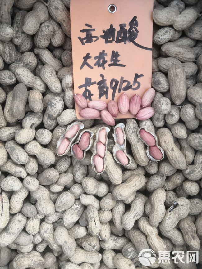 最新花生品種，小巷中的隱秘寶藏發(fā)現(xiàn)