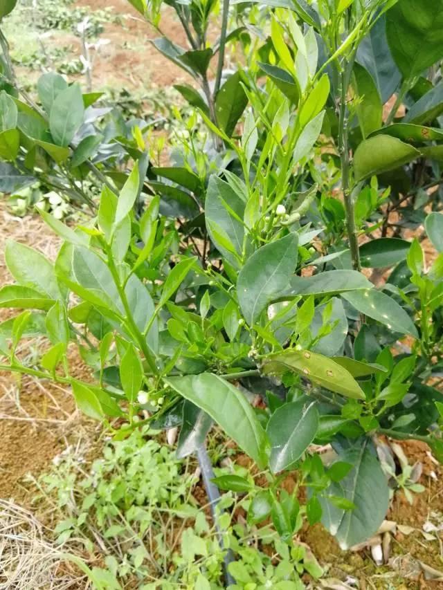 柑橘最新保果技術(shù)，開(kāi)啟探索之旅，勵(lì)志無(wú)限可能