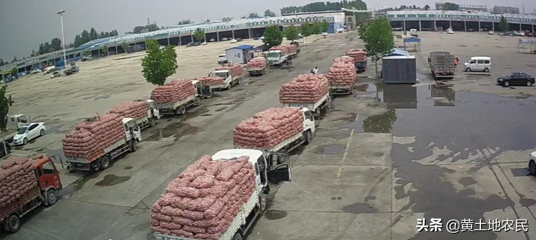 國際大蒜價格實時更新，最新行情概覽