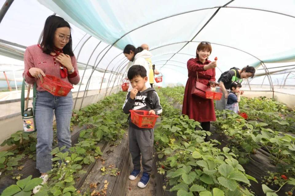 灃西新城馬王發(fā)展雙刃劍效應(yīng)，最新消息與影響分析