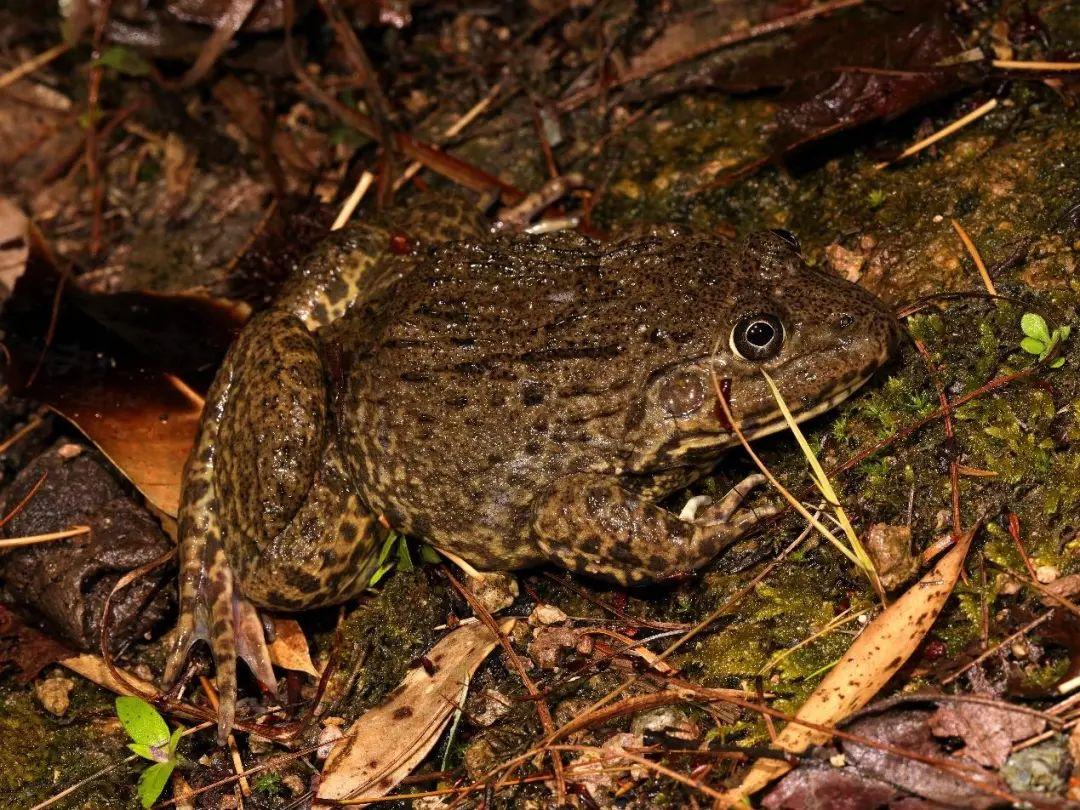 兩棲蛙蛙下載最新版，溫馨的蛙蛙奇遇之旅