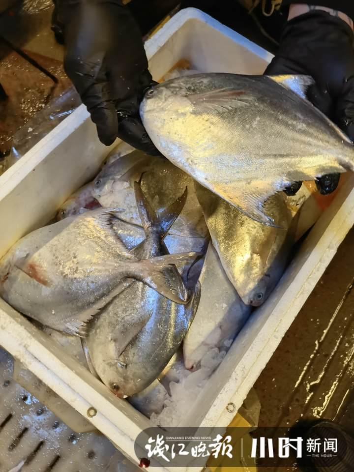 帶魚行情，一場海鮮盛宴的溫馨之旅