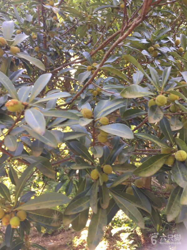 橫河大山搬遷最新動態(tài)，力量重塑與未來希望