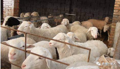 內(nèi)蒙古活羊價格指南，如何了解與評估羊只價值