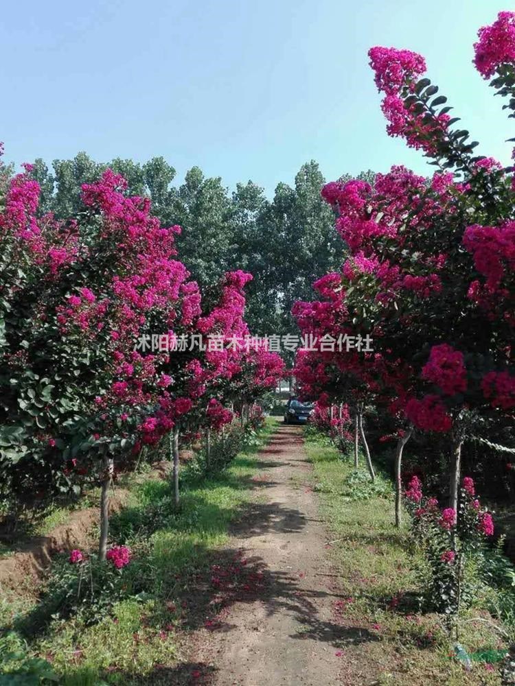 速生紫薇最新報(bào)價(jià)，開啟自然美景的旅行邀請(qǐng)