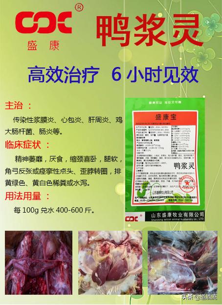 現(xiàn)在鴨苗行情詳解，選購、養(yǎng)殖與盈利的全方位指南