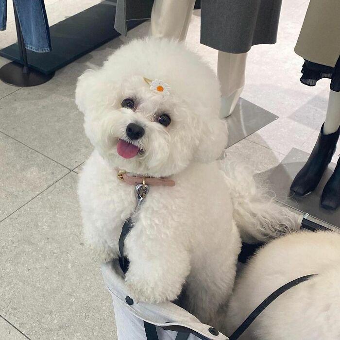 小巷中的寵物奇緣，比熊犬的價格探秘