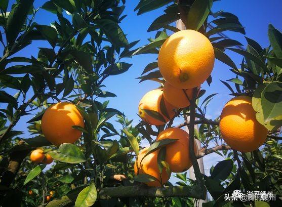 贛州上市公司，閃耀未來，共創(chuàng)繁榮時(shí)代！