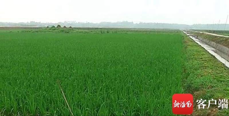 澄邁最新動(dòng)態(tài)，自然美景探索之旅，尋覓內(nèi)心平和與寧?kù)o的旅程