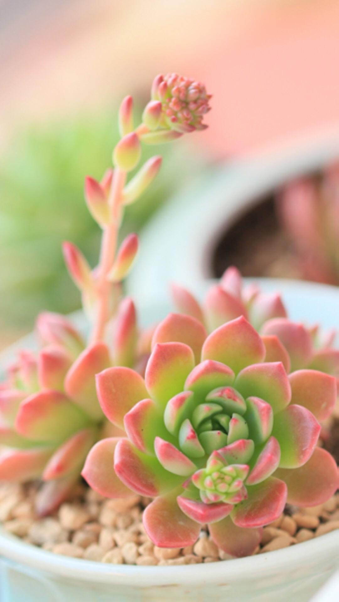 最新多肉植物，獨(dú)特的植物美學(xué)觀點(diǎn)探討