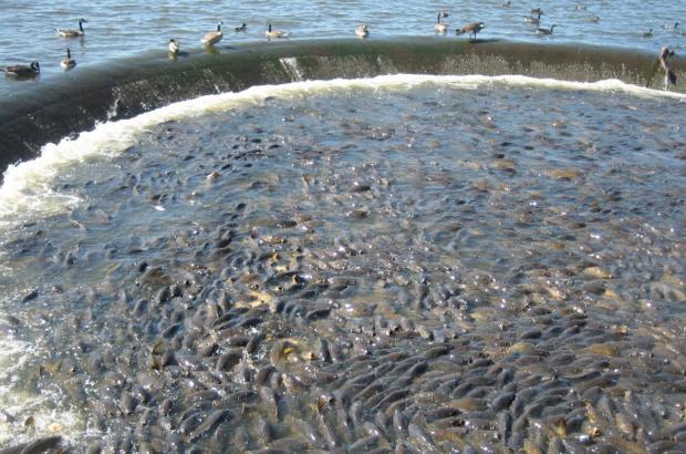 美國鯉魚成災(zāi)背后秘密揭秘，鯉魚泛濫與小巷獨(dú)特小店的故事
