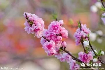 科技巔峰之作桃花開啟未來生活新紀(jì)元，最新章節(jié)預(yù)覽