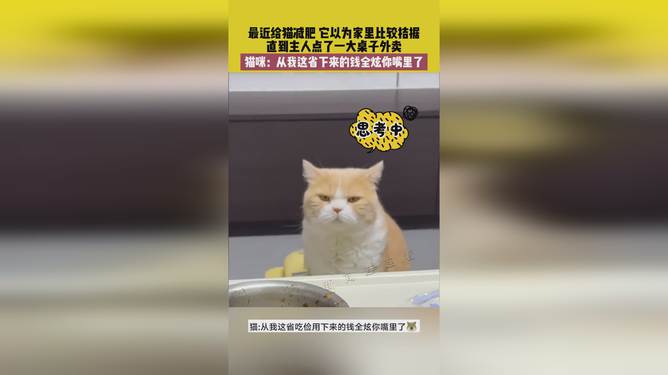省貓任務輕松完成指南，最新技能學習與任務執(zhí)行詳細步驟