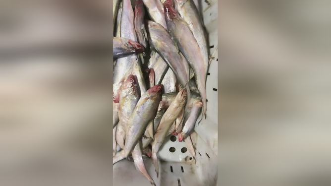 最新魚視頻，海洋生態(tài)與觀賞魚文化的精彩交融