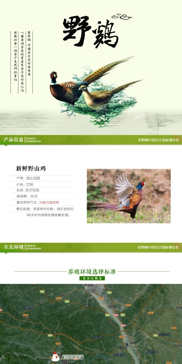 深度剖析，最新山雞的背景、事件與地位概述