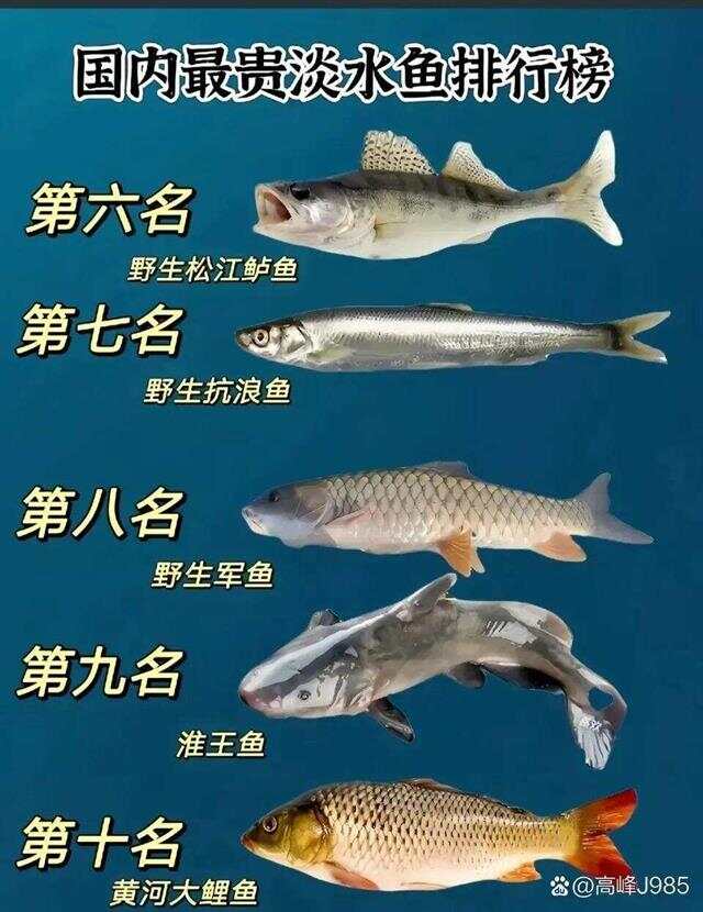 青魚國產(chǎn)最新論述，探索與解析
