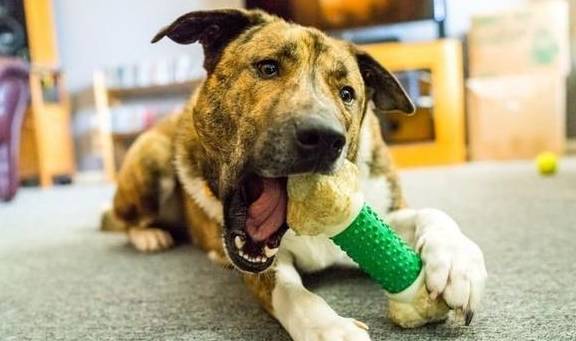 犬類智慧與人類勵志，最新狗狗新聞聚焦